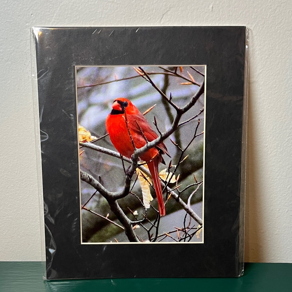 Northern Red Cardinal‎ Matted Photograph by Ursula Coccomo Spiritual Messengers